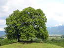 نمدار یا زیرفون برگ کوچک